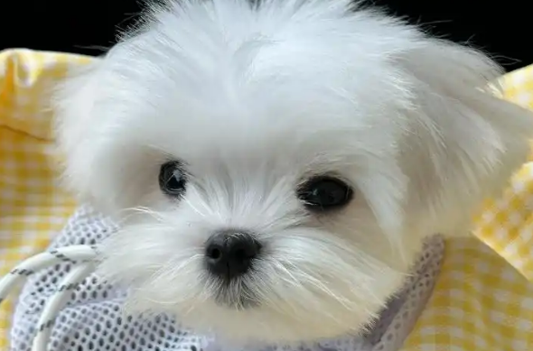 马尔济斯犬的毛色有几种?纯色为主少杂色 马尔济斯犬的毛色有几种?纯色为主少杂色