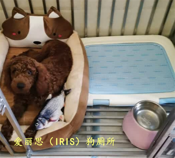 什么品牌的狗厕所好用？爱丽思防溅设计让清洁更省心