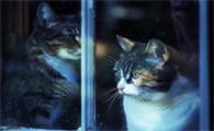 猫钩虫病的症状