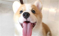 狗狗吐舌头是开心的表现吗