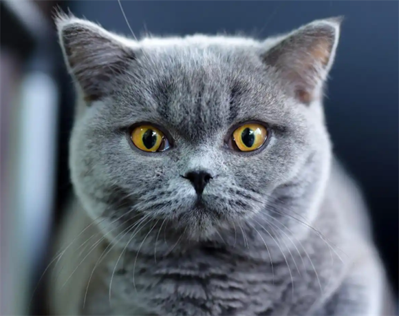 一文详解，英国短毛猫遗传疾病科普指南