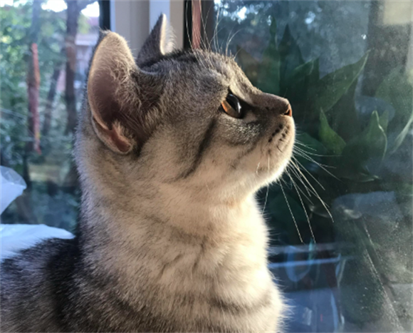 猫咪舔毛会吃到肚子里吗 猫咪舔毛会吃到肚子里吗