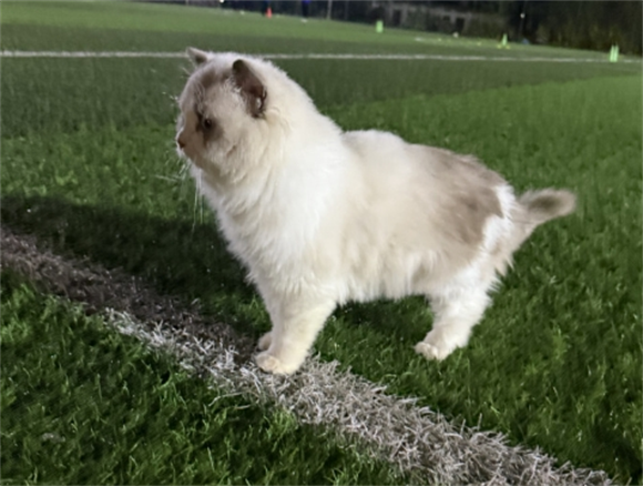 宠物猫抽搐怎么快速缓解