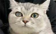 猫咪眼球混浊会自愈吗