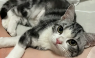 猫咪咬舌头是什么情况