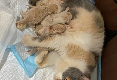 母猫产后一天呼吸非常急促怎么回事
