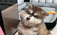 狗行为异常乱窜是怎么了