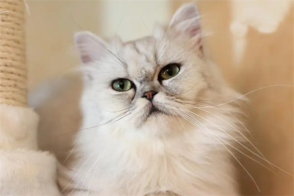 金吉拉猫掉毛很疯狂?背后有这些原因 金吉拉猫掉毛很疯狂?背后有这些原因