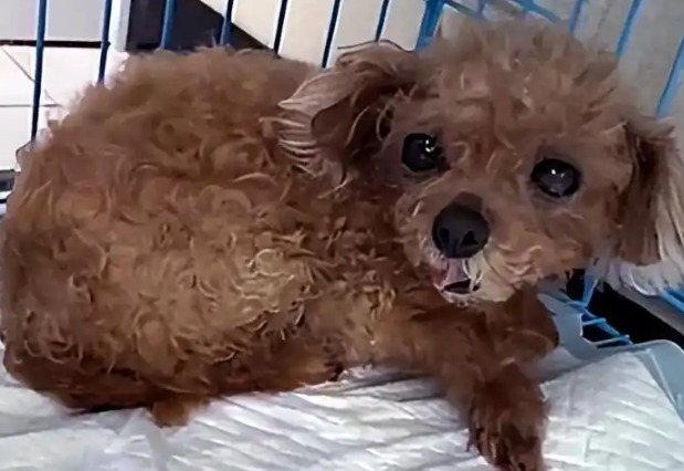 主人搬家遗弃两只泰迪,狗狗守着旧行李苦等 主人搬家遗弃两只泰迪,狗狗守着旧行李苦等