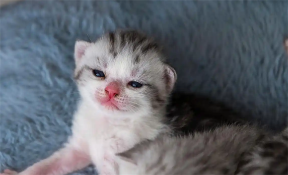 小奶猫临死前有什么征兆？这5个信号，主人一定要读懂
