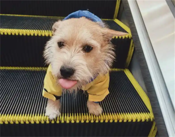 狗麻痹性狂犬病症状表现