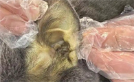 猫黄疸从发病到死亡要多久