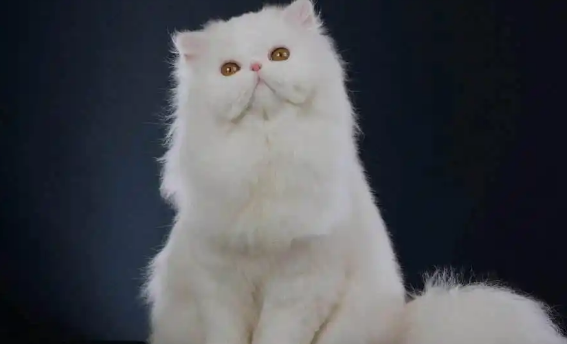 猫着凉和猫鼻支症状有何不同 猫着凉和猫鼻支症状有何不同