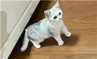 猫前腿断了怎么办