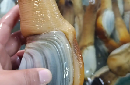 象拔蚌有几种食法