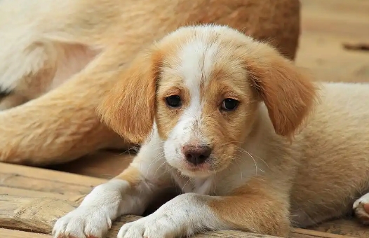 狗狗脱水严重有什么后果