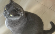 猫咪肚子饿的表现
