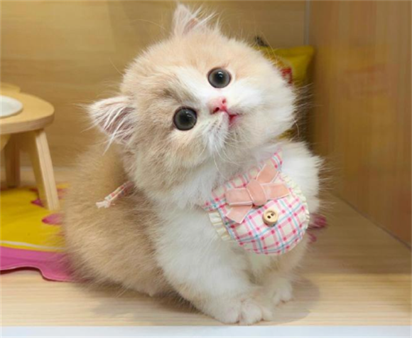 猫咪舔爪子会生病吗