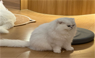 猫咪舔人的脸和手什么意思啊