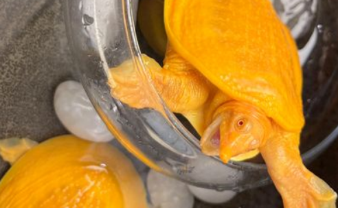 黄金鳖能活多久?这篇文章告诉你! 黄金鳖能活多久?这篇文章告诉你!