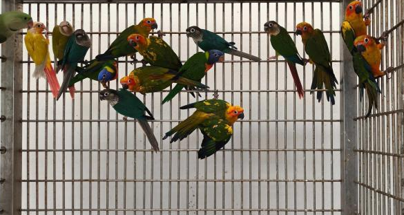 广州海关在下水道里救回的鹦鹉蛋成功孵化出小鹦鹉