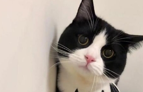 猫咪食欲下降是什么原因