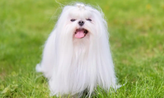 马尔济斯犬腥臭味重？分步骤除味超实用