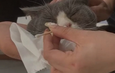猫咪鼻塞不通气小妙招