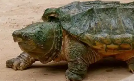 超1700万人养“异宠”这些隐患可能比你想的更可怕