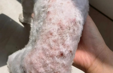 狗狗身上螨虫是什么症状