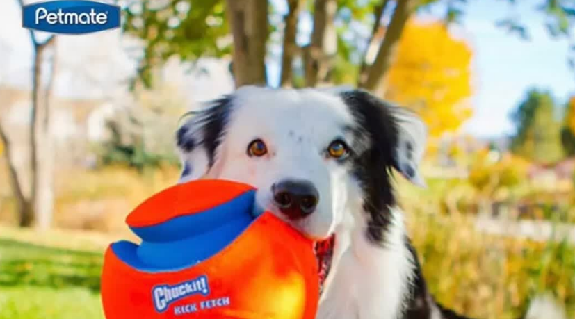 让爱宠的玩耍时光更精彩,试试Petmate互动足球! 让爱宠的玩耍时光更精彩,试试Petmate互动足球!