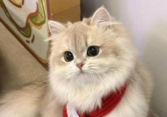 猫咪黑下巴的原因是什么引起的 猫咪黑下巴的原因是什么引起的
