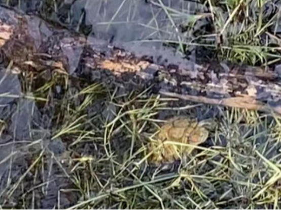 成都三岔湖发现“龟出没” 疑似外来入侵物种“巴西龟” 成都三岔湖发现“龟出没” 疑似外来入侵物种“巴西龟”