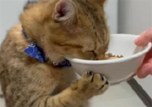 猫都吃什么草 猫都吃什么草