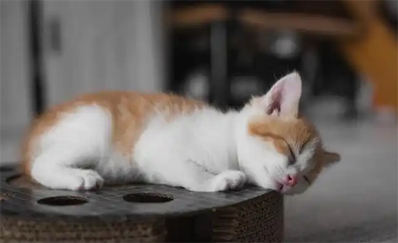 猫咪暴躁易怒吗为什么