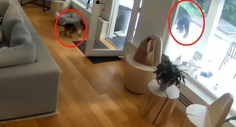 加拿大黑熊闯民宅偷吃狗粮,被博美犬吓到落荒而逃 加拿大黑熊闯民宅偷吃狗粮,被博美犬吓到落荒而逃