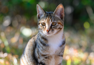猫咪缺钙的症状