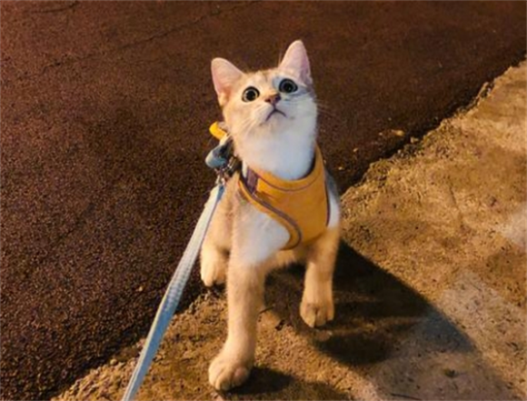 宠物猫泪痕分泌物红棕色用点什么药 宠物猫泪痕分泌物红棕色用点什么药