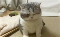 猫咪爱生气影响健康吗