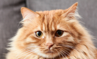 猫的肚子一直咕噜咕噜的叫怎么回事