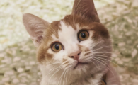 猫喝奶粉拉肚子是怎么回事