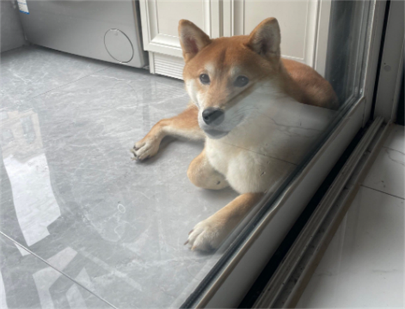 狗脖子流脓溃烂用什么药 狗脖子流脓溃烂用什么药