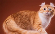 猫咪泪腺发达是正常现象吗