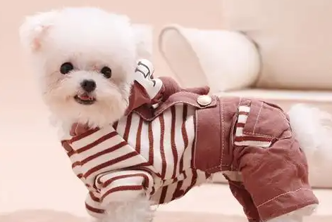 宠物经济的崛起与影响:从市场需求到产业升级 宠物经济的崛起与影响:从市场需求到产业升级