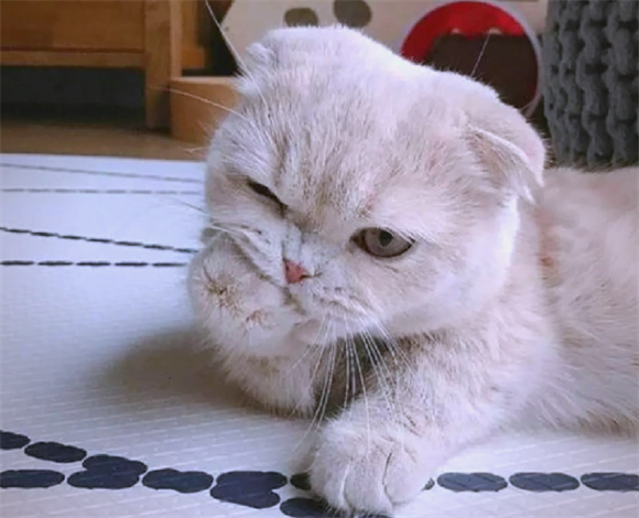 猫咪生化检查葡萄糖高 猫咪生化检查葡萄糖高