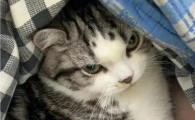 猫身上有跳蚤怎么彻底清除