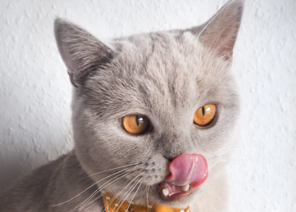猫的青光眼症状 猫的青光眼症状
