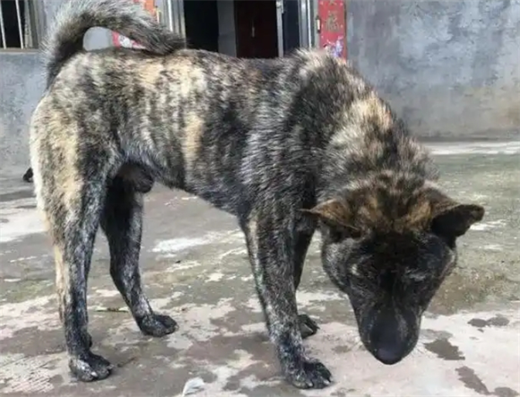 为何“虎斑犬”逐渐退出狗狗圈? 为何“虎斑犬”逐渐退出狗狗圈?