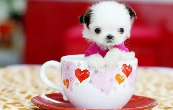 茶杯犬一生认几个主人?忠诚度与认主机制解析 茶杯犬一生认几个主人?忠诚度与认主机制解析