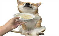 狗狗挑食该如何纠正饮食习惯